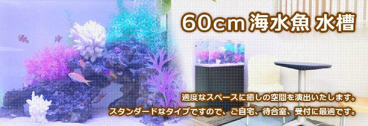60cm海水魚水槽のレンタルなら神奈川アクアガーデンへ