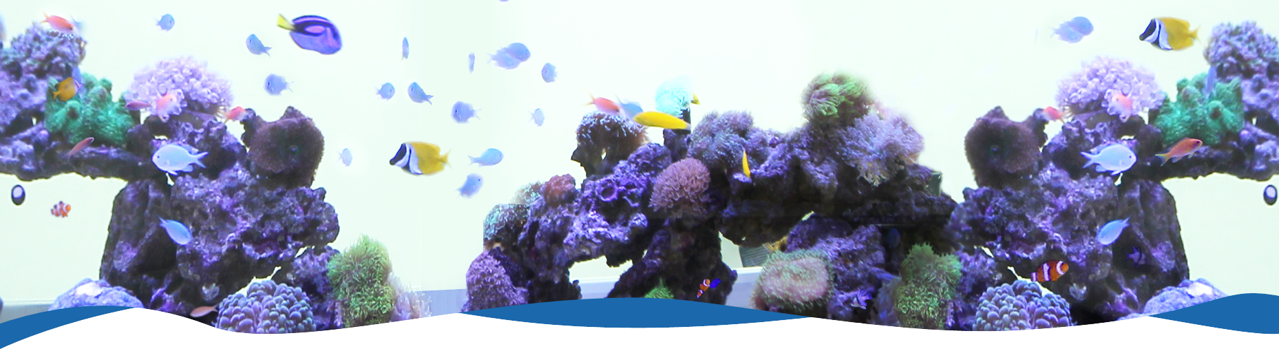 神奈川アクアガーデン 熱帯魚水槽のレンタル リース メンテナンス アクアリウム