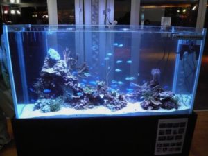 サンゴの日　おきなわ自然体験館　様