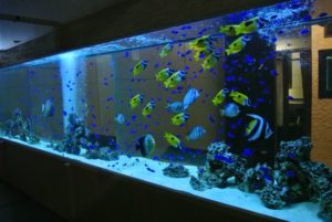 大阪府　中央区　飲食店様　８メートル水槽リニューアル