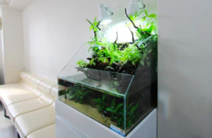 相模原市　歯科クリニック様に導入！60cmアクアテラリウム水槽レンタル事例