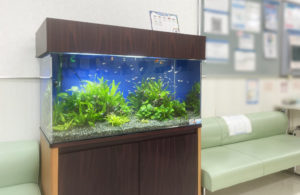 横浜市　クリニック様の90cm淡水魚水槽！水槽レンタル事例