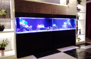 厚木市　ホテルに設置した2台の水槽！120cm海水魚水槽レンタル事例｜その後の様子