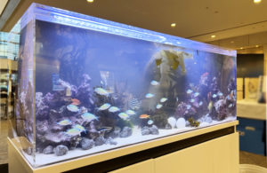 横浜市　JFEエンジニアリング株式会社様のイベント水槽！120cm海水魚水槽短期レンタル事例